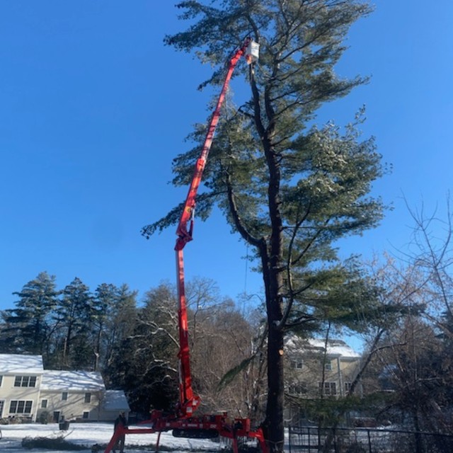 crane.2