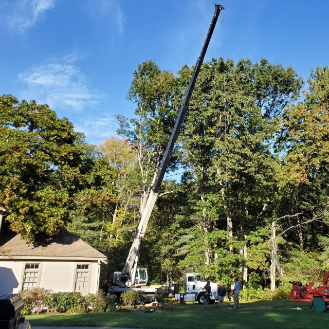 crane.3