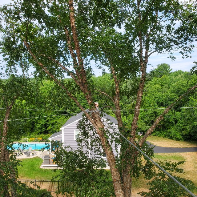 large tree.2