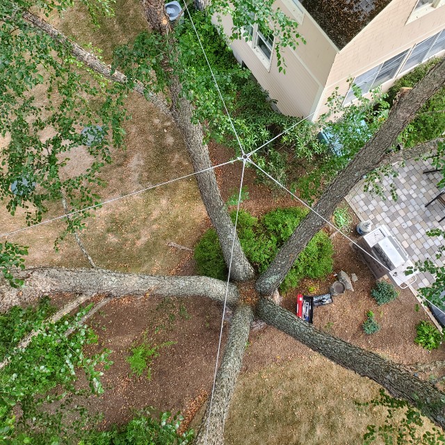 large tree.3