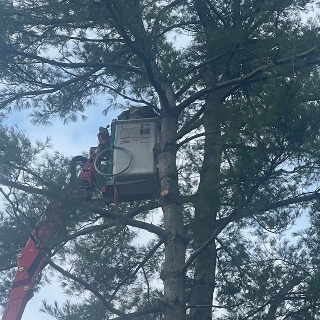large tree.5