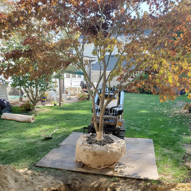 shrub.1
