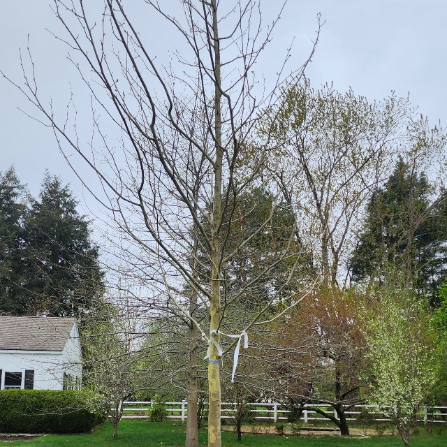 shrub.2