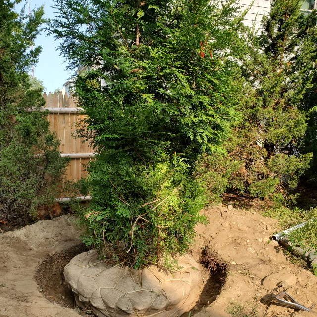 shrub.4
