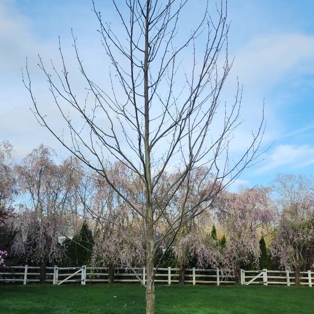 shrub.5