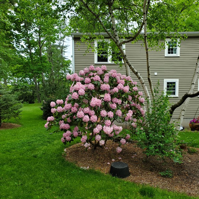 tree shrub.1