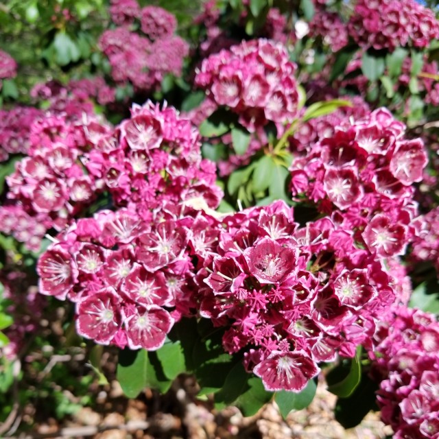 tree shrub.4