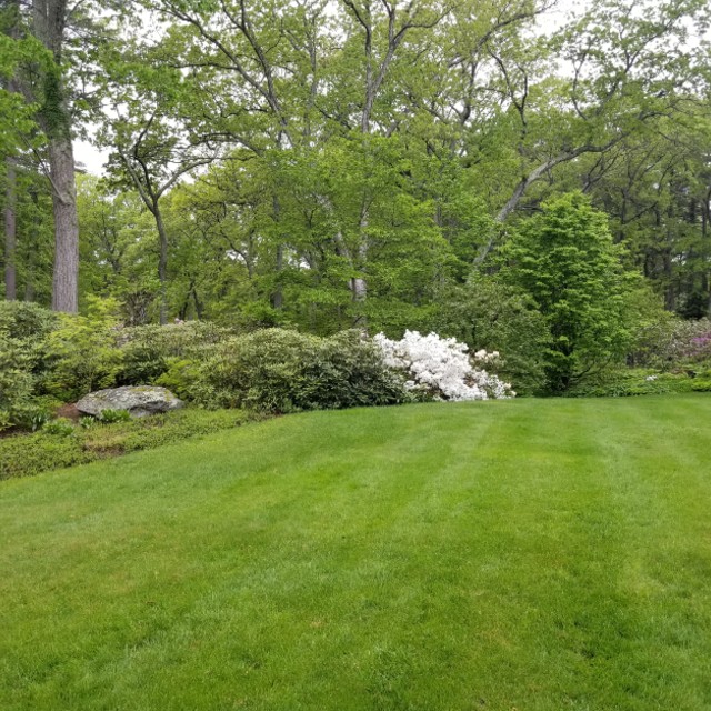 tree shrub.5